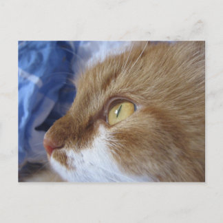 Where Are You Looking At? Postcard