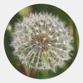 Where Ever the Wind Blows Classic Round Sticker