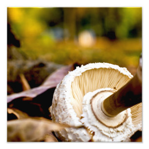Where is Alice? Mushroom Still Life Photo Print