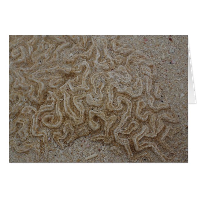 Where is your Brain? (Front Horizontal)