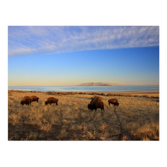 Where The Buffalo Roam Postcard
