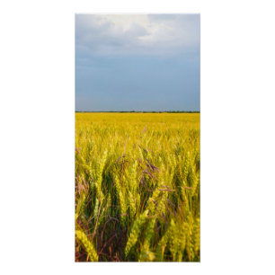 Where the Wheat Dances with the Wind - Wild Nature Poster