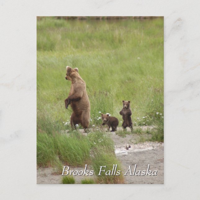 Where we going mum, Brooks Falls Alaska  Postcard (Front)