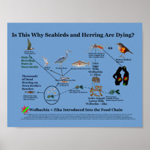 Where Wolbachia Enters Food Chain by RoseWrites Poster