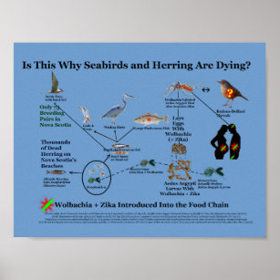 Where Wolbachia Enters Food Chain by RoseWrites Poster