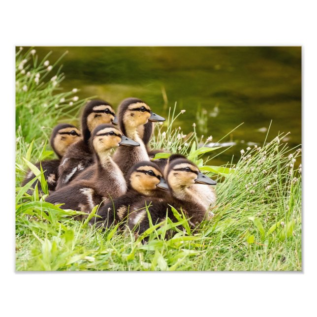 Where's Mum? Photo Print (Front)