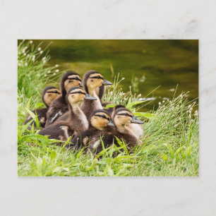 Where's Mum? Postcard