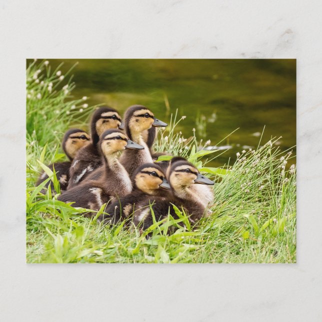 Where's Mum? Postcard (Front)