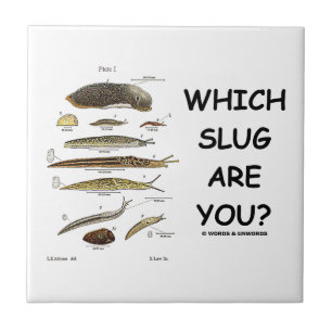 Which Slug Are You? (Different Types Of Slugs) Tile