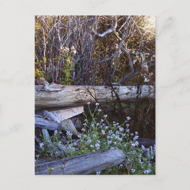 Whidbey Island 1 Postcard (Front)