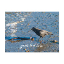 Whidbey Island Washington Crow Beach Art Postcard