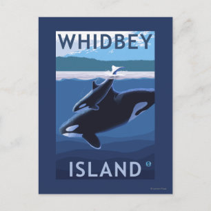 Whidbey Island, WashingtonOrca and Calf Postcard