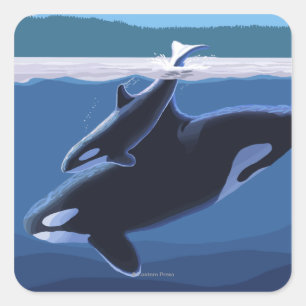 Whidbey Island, WashingtonOrca and Calf Square Sticker