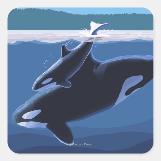 Whidbey Island, WashingtonOrca and Calf Square Sticker (Front)