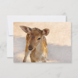 Whimsical Woodland Deer Photography