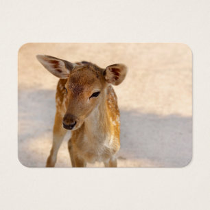 Whimsical Woodland Deer Photography