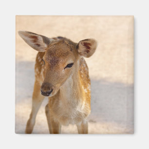 Whimsical Woodland Deer Photography Magnet