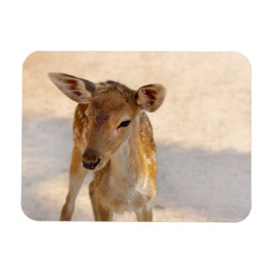 Whimsical Woodland Deer Photography Magnet