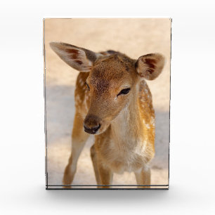 Whimsical Woodland Deer Photography Photo Block