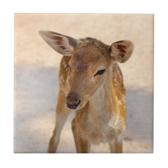 Whimsical Woodland Deer Photography Tile (Front)