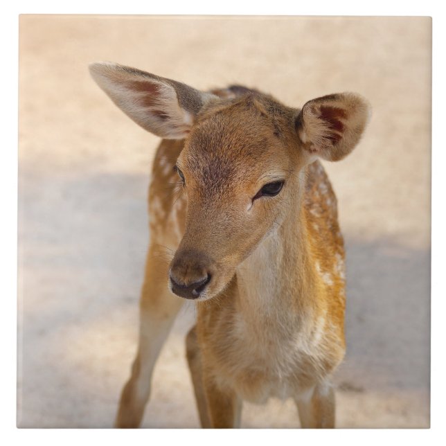 Whimsical Woodland Deer Photography Tile (Front)
