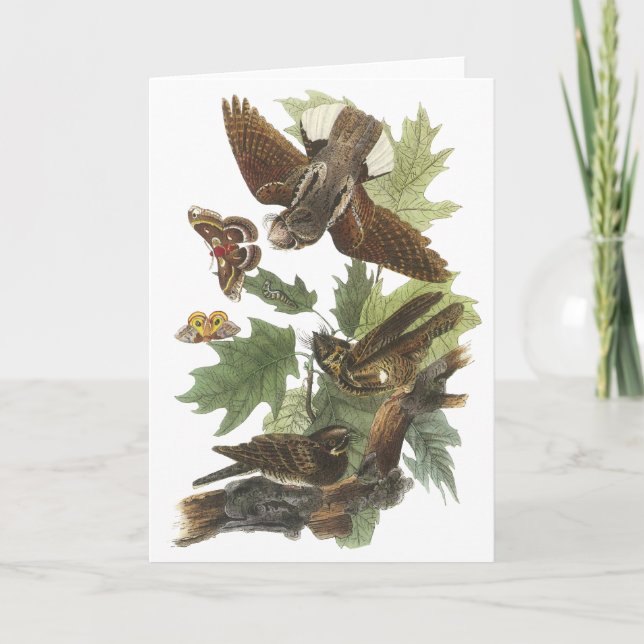 Whip-poor-will, John Audubon Card (Front)