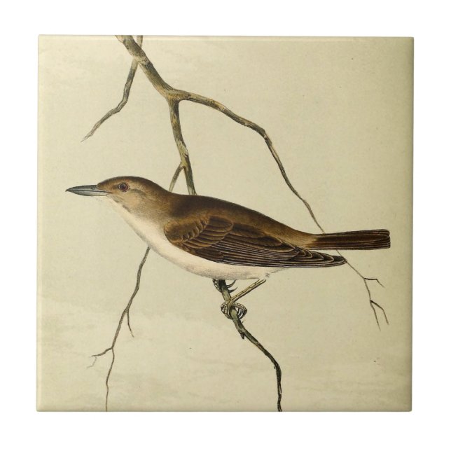 Whip Tom Kelly Vireo Tile (Front)