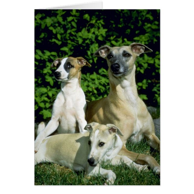 Whippet and pups (Front)