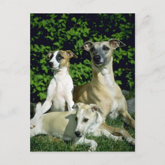 Whippet and pups postcard (Front)