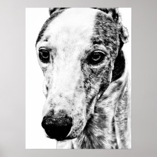 Whippet dog poster