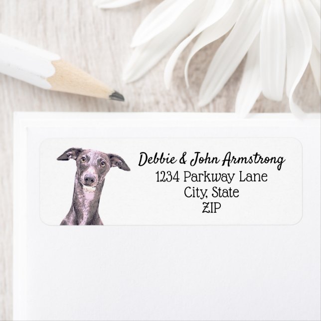 Whippet Dog Puppy Breeder Return Address (Insitu)