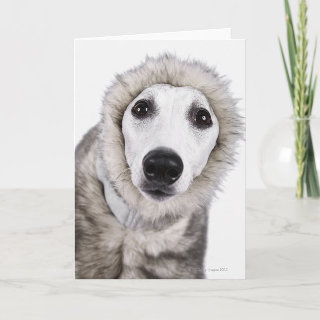 Whippet dog wearing fur coat, studio shot card (Front)