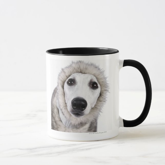 Whippet dog wearing fur coat, studio shot mug (Right)