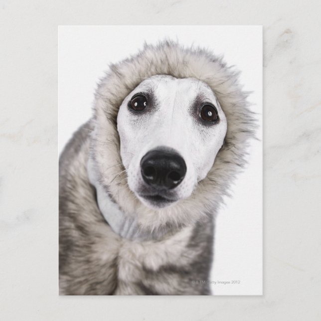 Whippet dog wearing fur coat, studio shot postcard (Front)