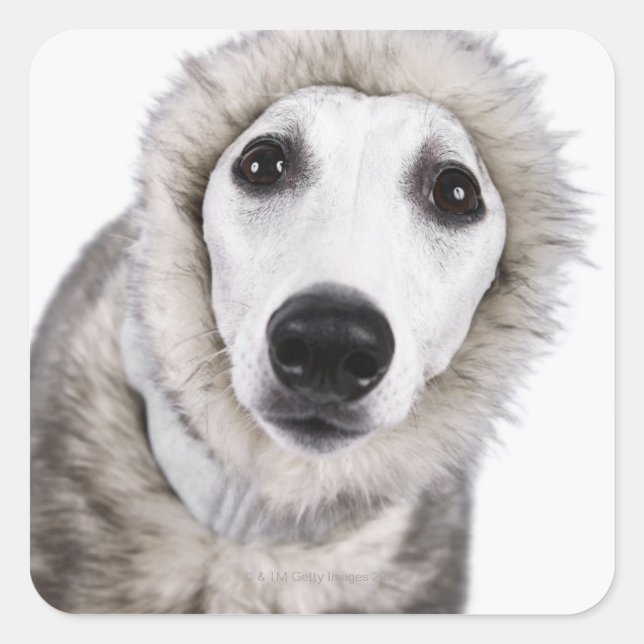Whippet dog wearing fur coat, studio shot square sticker (Front)
