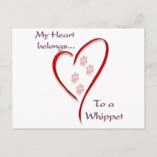 Whippet Heart Belongs Postcard