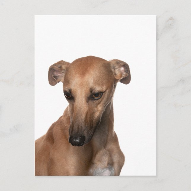 Whippet Postcard (Front)