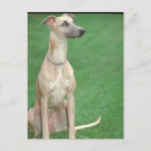 Whippet Postcard