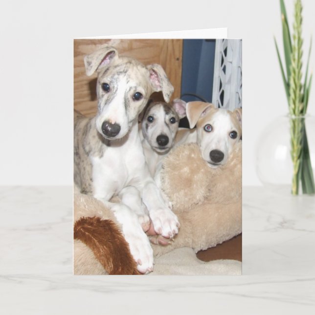 Whippet puppy notecard (Front)