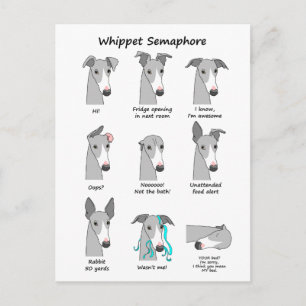 Whippet Semaphore Postcard