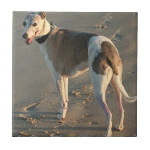 Whippet Tile