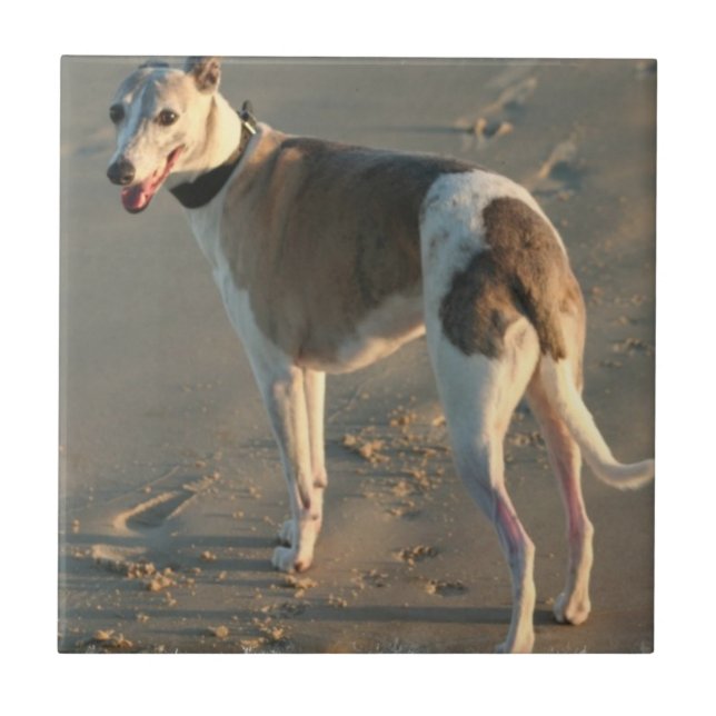Whippet Tile (Front)