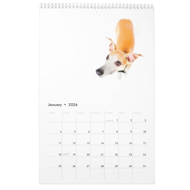 Whippets in the studio 2013 calendar (Jan 2026)