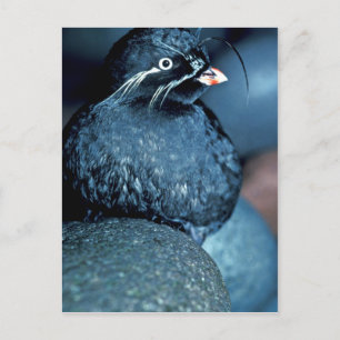 Whiskered Auklet Postcard