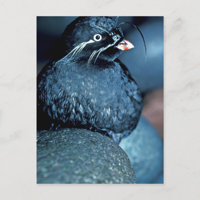 Whiskered Auklet Postcard (Front)