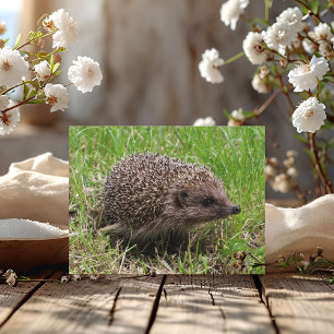 Whiskered Wanderer: White-breasted hedgehog Postcard