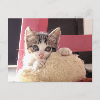 whiskers' kitten toy cat postcard