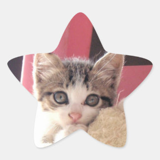 whiskers' kitten toy star stickers