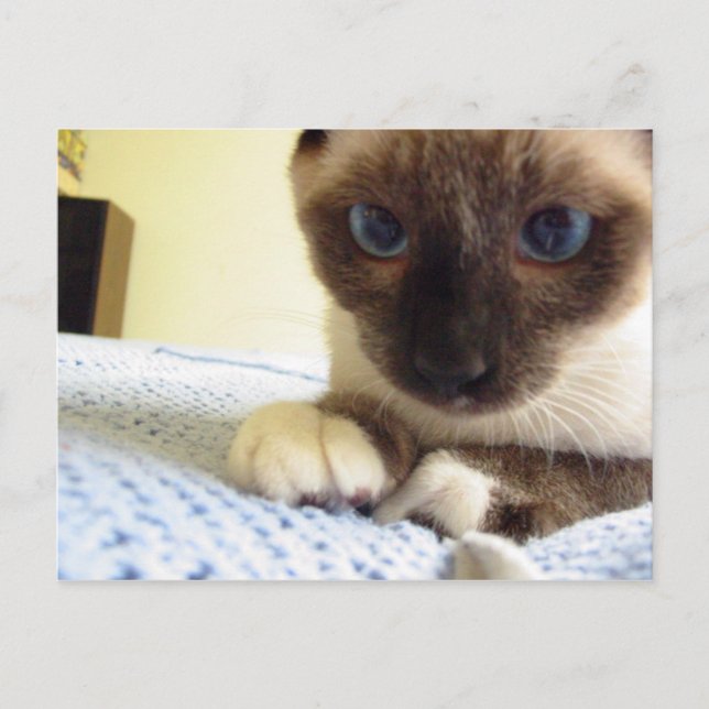 Whiskey the Snowshoe Postcard (Front)