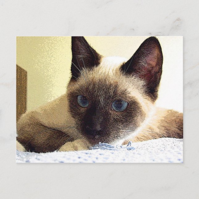 Whiskey the Snowshoe Postcard (Front)